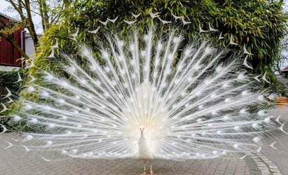 06 cha-cha.jpg 06 cha-cha.jpg