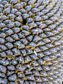 19 Dresden1982.jpg 19 Dresden1982.jpg