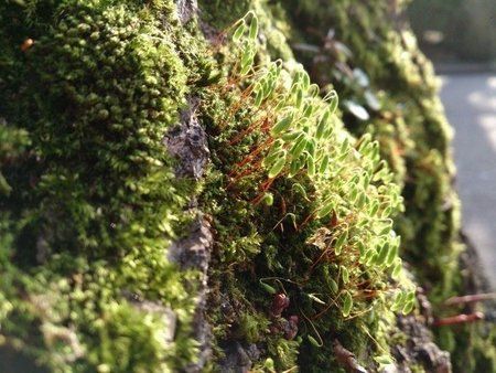 xperia-z-photo-07_0.jpg