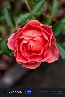 IMG_20251103_161244.jpg IMG_20251103_161244.jpg