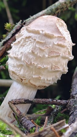 000 Oppo Find X9 Pro.jpg