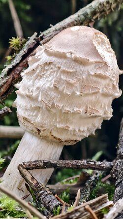 000 Vivo X200 Pro.jpg