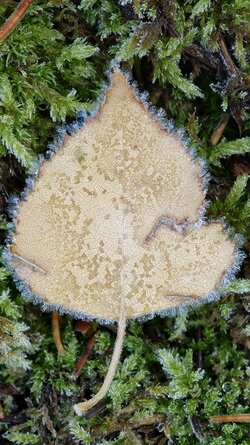 001 Oppo Find X9 Pro.jpg