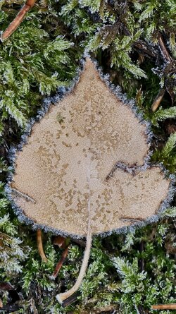 001 Vivo X200 Pro.jpg