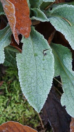 002 Oppo Find X9 Pro.jpg