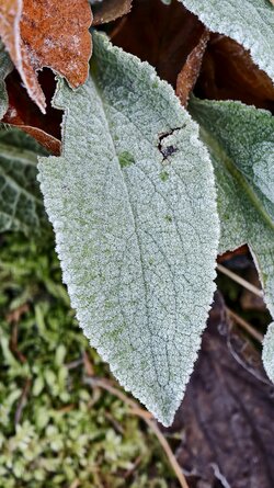 002 Vivo X200 Pro.jpg