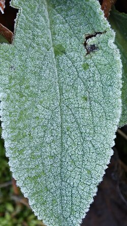 003 Oppo Find X9 Pro.jpg