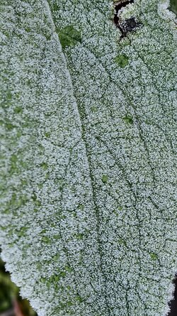 003 Vivo X200 Pro.jpg