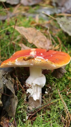 004 Oppo Find X9 Pro.jpg