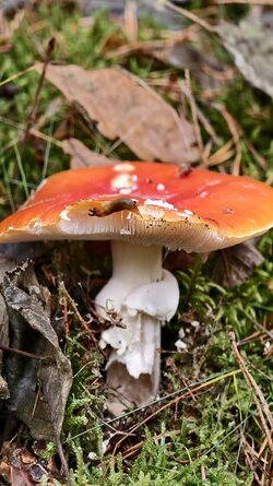 004 Vivo X200 Pro.jpg