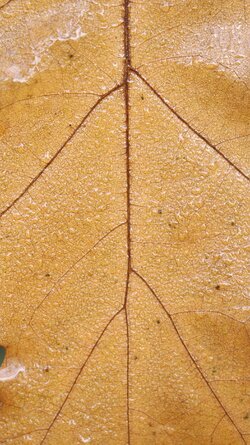 005 Oppo Find X9 Pro.jpg