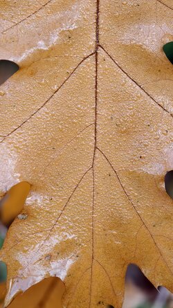 005 Vivo X200 Pro.jpg