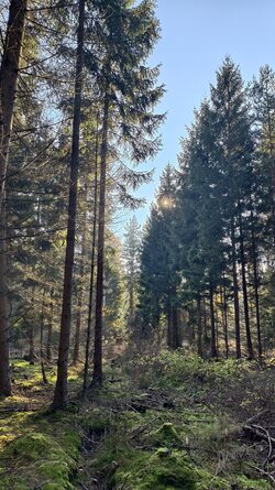 009 Vivo X200 Pro.jpg