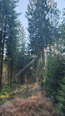 011 Oppo Find X9 Pro.jpg