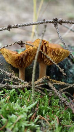 015 Oppo Find X9 Pro.jpg