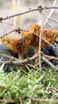 015 Vivo X200 Pro.jpg