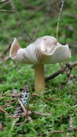 016 Oppo Find X9 Pro.jpg