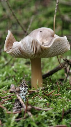 016 Vivo X200 Pro.jpg