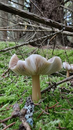 017 Oppo Find X9 Pro.jpg