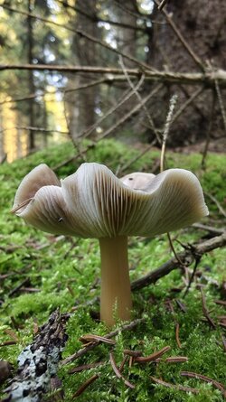 017 Vivo X200 Pro.jpg