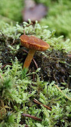 018 Oppo Find X9 Pro.jpg