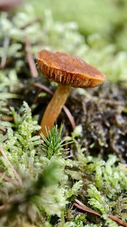 018 Vivo X200 Pro.jpg