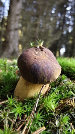 019 Vivo X200 Pro.jpg