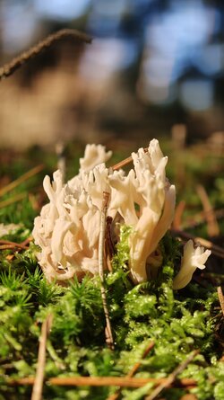 020 Oppo Find X9 Pro.jpg