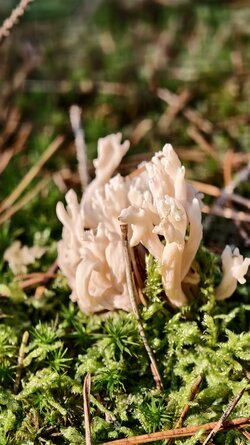 020 Vivo X200 Pro.jpg