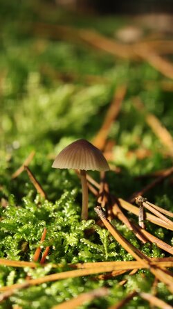 021 Oppo Find X9 Pro.jpg