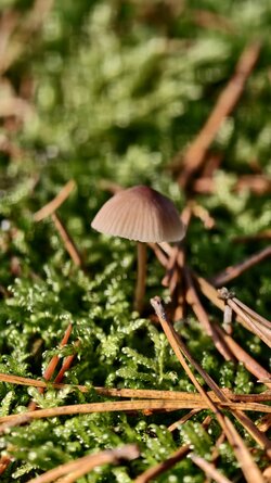 021 Vivo X200 Pro.jpg