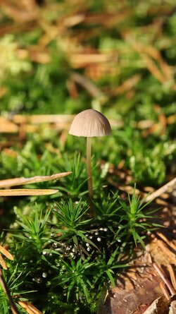 022 Oppo Find X9 Pro.jpg