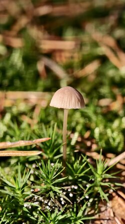 022 Vivo X200 Pro.jpg