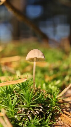 023 Oppo Find X9 Pro.jpg