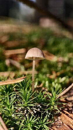 023 Vivo X200 Pro.jpg