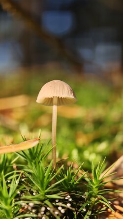 024 Oppo Find X9 Pro.jpg