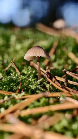 024 Vivo X200 Pro.jpg