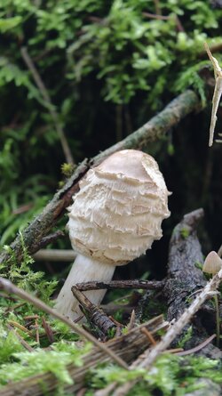 025 Oppo Find X9 Pro.jpg