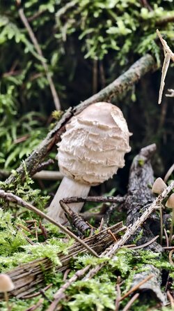 025 Vivo X200 Pro.jpg