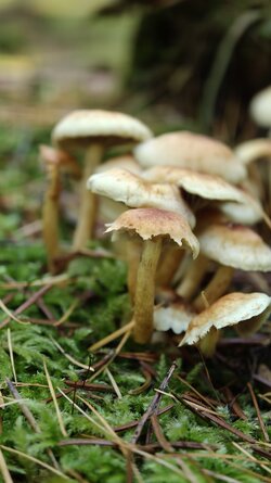 026 Oppo Find X9 Pro.jpg