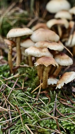 026 Vivo X200 Pro.jpg