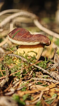 027 Oppo Find X9 Pro.jpg