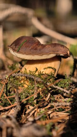 027 Vivo X200 Pro.jpg