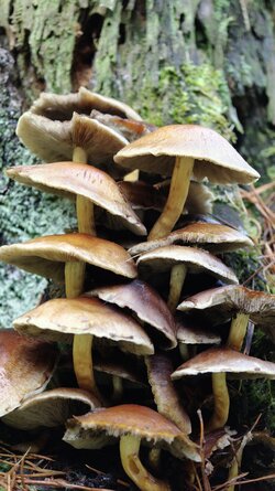 029 Oppo Find X9 Pro.jpg