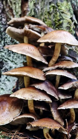 029 Vivo X200 Pro.jpg