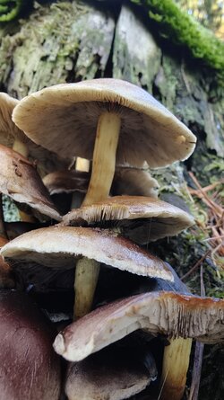 030 Oppo Find X9 Pro.jpg