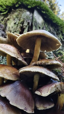 030 Vivo X200 Pro.jpg