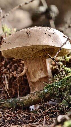 031 Vivo X200 Pro.jpg