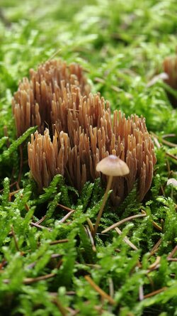 032 Oppo Find X9 Pro.jpg