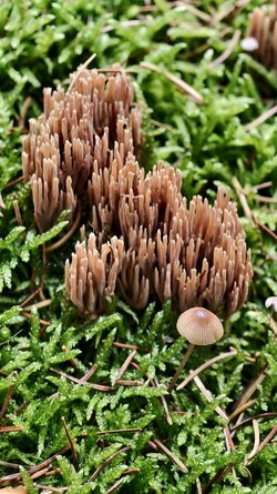 032 Vivo X200 Pro.jpg